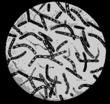 A photo of microscopic life